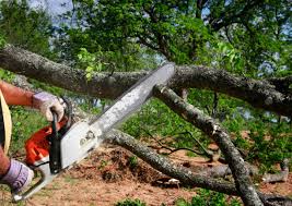 Best Fruit Tree Pruning  in Mcswain, CA