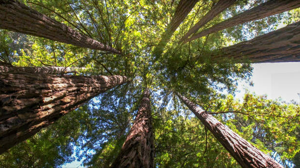 Best Tree Disease Treatment  in Mcswain, CA